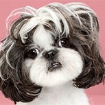 Perros con estilo: Este es su antes y después luego de pasar por la perruquería