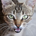 Gato vs paloma: ¿Una pelea realmente desigual?