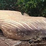 ¿Cómo una ballena terminó en medio de la selva amazónica? El misterio que tiene desconcertados a todos