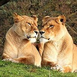 Mira la divertida expresión de este gato al ver a dos feroces leonas en acción: Ya es viral
