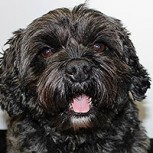 Tierna historia transformó a perrito en héroe viral: Sus ladridos despertaron a su amo del coma