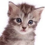El crecimiento de un gato en 20 segundos: Video especial para los amantes de los felinos