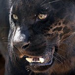 Jaguar que atacó a mujer no será sacrificado: Víctima saltó una barrera para tomarse una selfie
