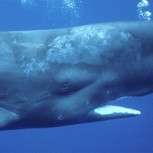 Hombre hace hallazgo que podría valer una fortuna y que tiene a una ballena como protagonista