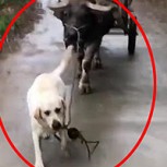La increíble amistad entre un enorme búfalo y un perro: Tierno video viral