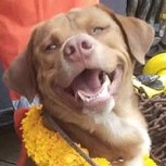 El increíble y emotivo momento en que un perro es rescatado a más de 220 kilómetros de la costa tailandesa