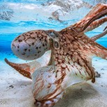 Conocida vlogger intenta comerse a un pulpo vivo ante la cámara, pero el karma fue instantáneo