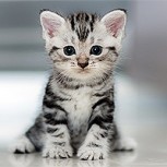 El tierno gatito que al comer hace “ñam ñam” y que se hizo viral en la redes