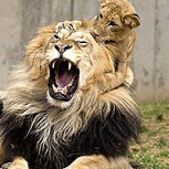 Hombres le dan pastelazo a un león para reírse de él y desatan gran indignación