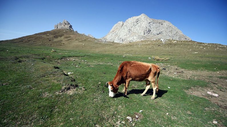 El enigmático animal que aterroriza la Pampa argentina