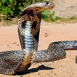 Dos perritas enfrentaron a una cobra para salvar a una bebé: Una murió y la otra quedó ciega