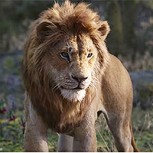 Artistas nostálgicos “animan” al nuevo Rey León para que luzca como el original: ¿Cómo se ve mejor?