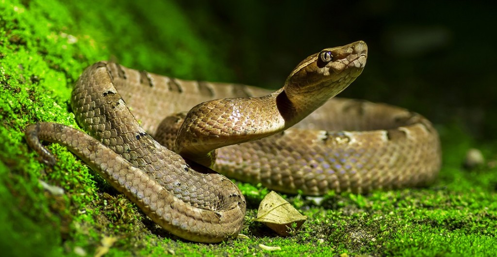 serpiente-estomago