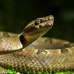 Esta serpiente tiene la cara más graciosa del mundo ¿La conocías?