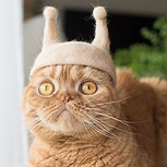 Gatos lucen divertida colección de gorros hechos con un material poco habitual: Su propio pelo