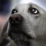 Murió de cáncer y su perro no soportó la pérdida: Falleció 15 minutos después