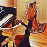 Conoce a Buddy Mercury: El perro que toca el piano y canta