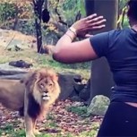 Mujer comete la máxima imprudencia y entra al recinto de los leones en zoológico: Estos son los videos