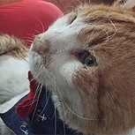 Conmoción y tristeza por el deceso de “Sotomayor, el gato”: Querido animal tenía miles de seguidores
