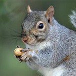 El desconcertante video de una ardilla comiendo algo que no está en su dieta habitual: Usuarios sorprendidos