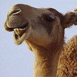 Un burro, un camello y una vaca fueron fotografiados caminando juntos: ¿Irán a un pesebre?
