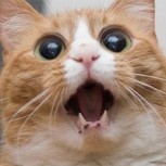 Las divertidas caras de gatos sorprendidos por un nuevo filtro que transforma a personas en felinos