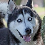 Se disfraza de perro frente a sus 2 siberianos: Mira la divertida reacción de los canes