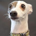 ¿Logrará salvarse el perro de ser aplastado por la aplanadora? El video que da escalofríos