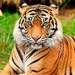 Increíble salvada: Mira como un hombre fingió su muerte para que un tigre no lo devorara