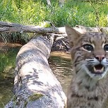 Cámara oculta en un tronco junto a un río captó sorprendentes imágenes de animales salvajes