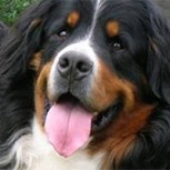 Perro del Presidente de Irlanda fue protagonista total ante las cámaras: Lo más tierno del día