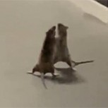 Ratas pelean a muerte y el único testigo es un gato: Inexplicable video