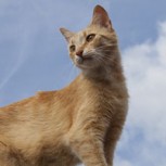 ¡Cuidado! Ataque del “gato volador” sorprende a las redes y se transforma en viral
