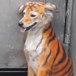 Perro callejero pintado como tigre en Malasia provocó indignación en redes