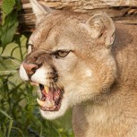 Mamá puma se transformó en la amenazante pesadilla de un excursionista: Dramático video
