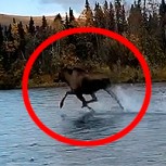 Conoce a “Moosiah”, el alce “divino” que corre en medio de un lago