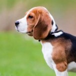 Como en las caricaturas: Cachorro le pide ayuda a un perro más grande para que lo defienda de un gato