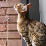 Mujer lanza gato a un barranco y señala no estar arrepentida: El video que indigna a internet