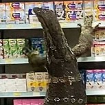 “Mini Godzilla” causa estragos en un minimarket tailandés: Aterrador momento