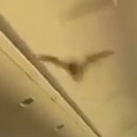 Pánico en el cielo: Murciélago obligó a un aterrizaje de emergencia de un avión