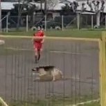 Conoce al “perro gol”: Equipo amateur ganó un partido gracias a su intervención