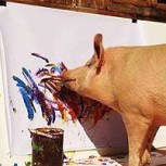Pigcasso: La popular cerda artista vendió uno de sus cuadros por millonaria cifra