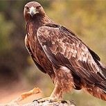 Águila salvaje sorprende a youtuber aterrizando dentro de su auto: Aterrador registro