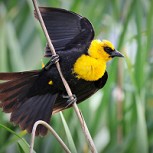 Cientos de aves caen muertas en México y hasta ahora no hay explicación aparente: Impactante video