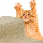 Un gato sufrió una broma de su dueño y encontró la manera más tierna de vengarse