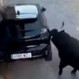 Toro desató su furia contra un auto: Mira el video que se volvió viral