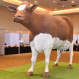 Trágico fin de la vaca de chocolate más grande del mundo se viralizó en internet: Mira el momento