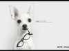 No necesitas el perro de Paris Hilton para tener su estilo – Grand Optical (Foto: Latido Creativo)