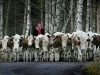 Foto: Juha Metso