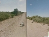 Foto: Google - ¿La camioneta de Google atropelló a un burro? La empresa afirmó que no, que solo fue un baño de tierra del animal.